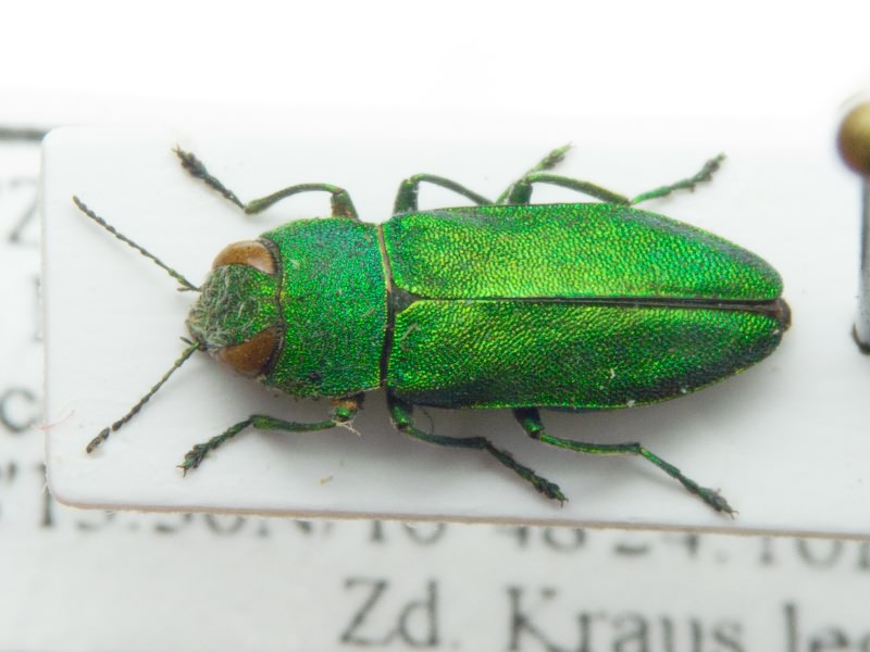 Anthaxia hackeri Frivaldszky, 1884